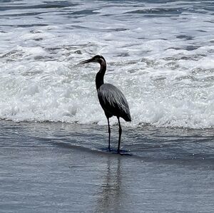 Meet your Posher, Subibechana